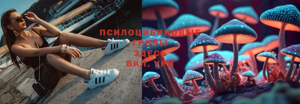 PSILOCYBIN Бородино